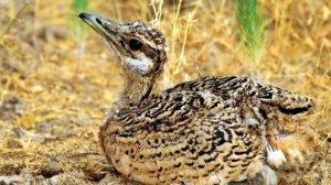 Интересные факты о птице Дрофа (С фото и видео)
