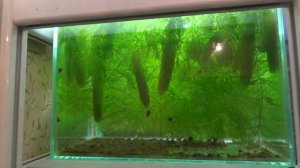 Что происходит с роголистником?