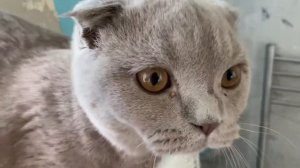 Кошка и кот шипят друг на друга пока я их глажу