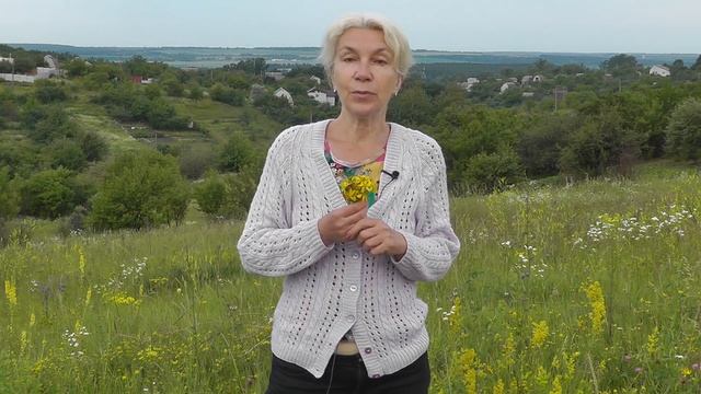 Рецепт приготовления чая и масла из зверобоя смотреть онлайн