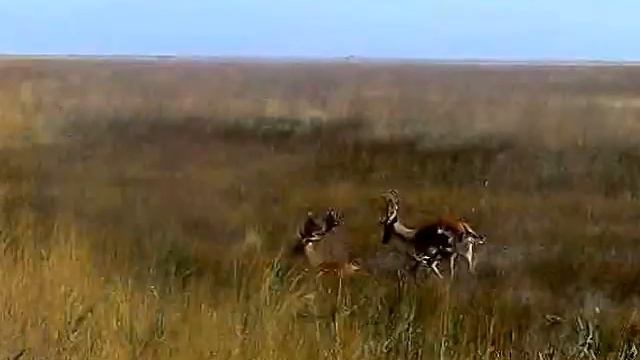 По девственным степям/Askania Nova, Ukraine смотреть онлайн