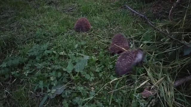 Разборки ежей, бой ежей ёжики деруться