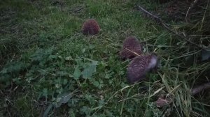 Разборки ежей, бой ежей ёжики деруться