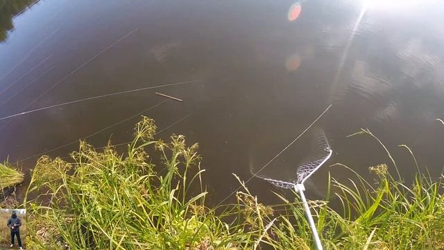 С отцом за Белым Амуром и раками. Ловля раков на раколовки на пруду в июне смотреть онлайн