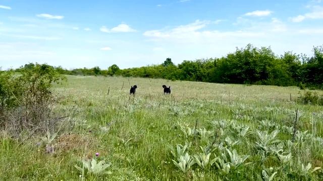 Дратхаар в деле... смотреть онлайн