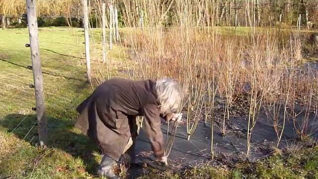Willow Coppicing Guide смотреть онлайн