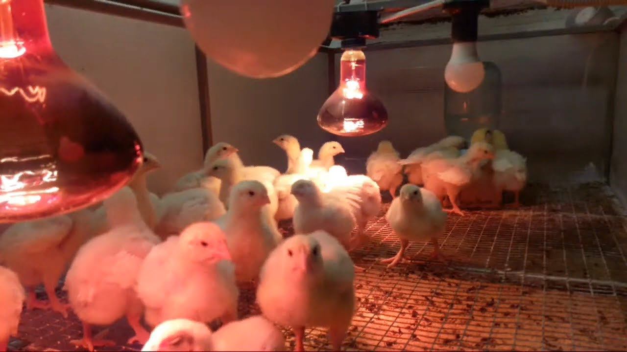 Цыплята Кобб 500 Утро 10 дня Профилактика Кокцидиоза смотреть онлайн