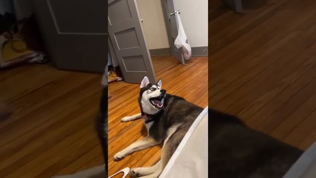Husky Rolling His Eyes When He Saw His German Shepherd Brother смотреть онлайн