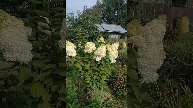 Гортензия / Ванила Фрайз / Середина сентября смотреть онлайн
