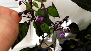 Острый перец на подоконнике, уход от пикировки рассады до урожая плодов