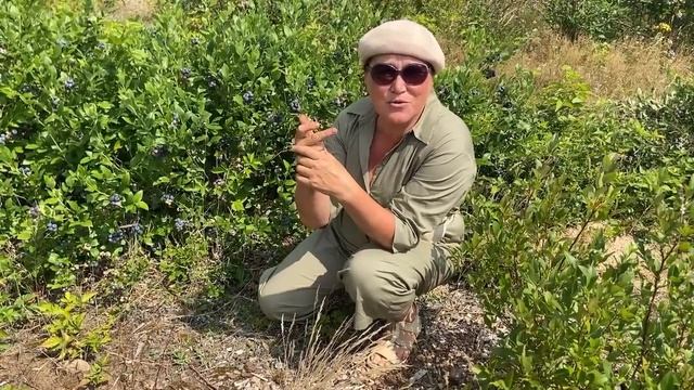 Как растет голубика у нас на плантации Часть 1 смотреть онлайн