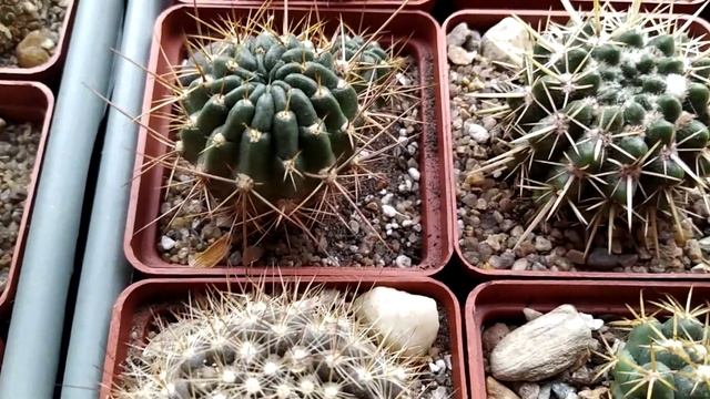 Кактусы  на окне моём просыпаются .??