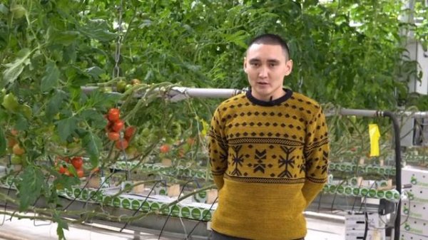 Агроном из теплицы «Led system media» делится мнением о субстрате ЭКОВЕР ГРУНТ