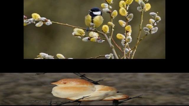 С ДНЕМ ВЕСЕННЕГО РАВНОДЕНСТВИЯ. Красивейшее поздравление!!!