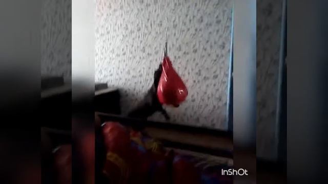 Собака боксёр... смотреть онлайн
