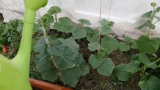Борьба с корневыми и прикорневыми гнилями у огурцов смотреть онлайн