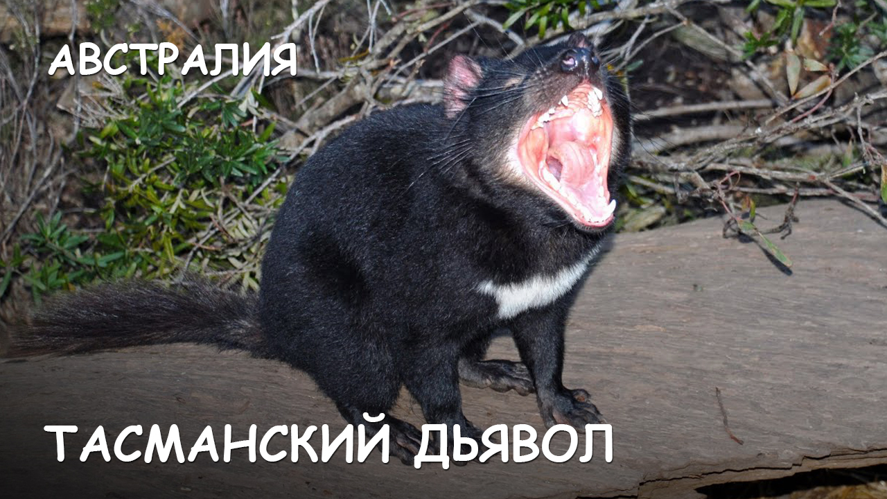 Мир Приключений [Архив] - Дикая Тасмания. Тасманский дьявол. Ехидна. Вомбат. Поссум. Валлаби. смотреть онлайн