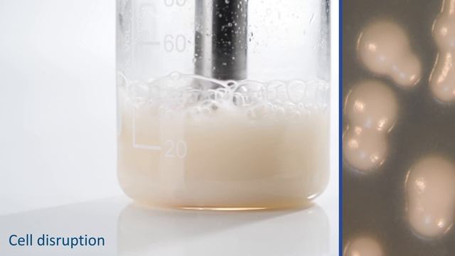 BANDELIN Practical examples of homogenization with the SONOPULS ultrasonic homogenizer смотреть онлайн