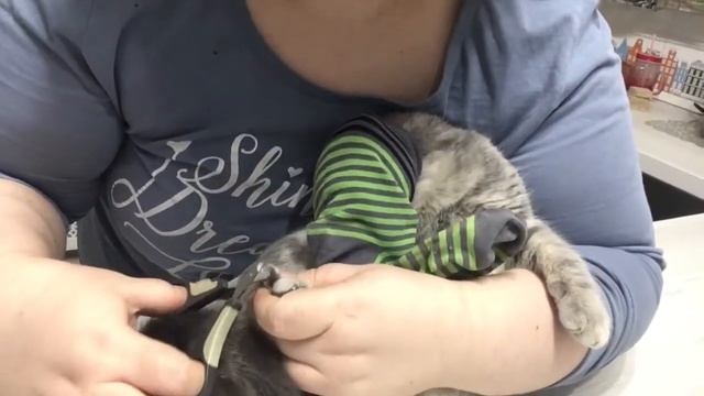 Как подстричь ногти кошке с характером? Лайфхак!:)