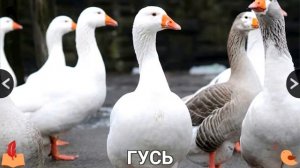 Учим названия домашних животных.