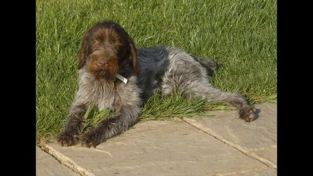 Гриффон Кортальса смотреть онлайн