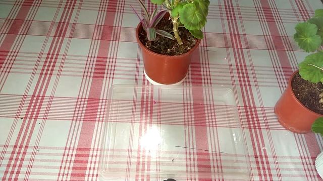 Зимовка пеларгонии в городских квартирах смотреть онлайн