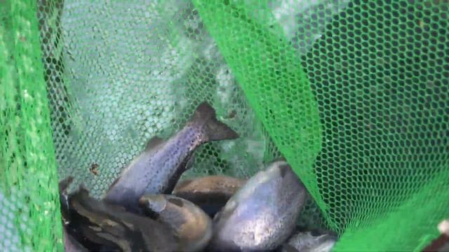 Форель в пруду перезимовала отлично. смотреть онлайн