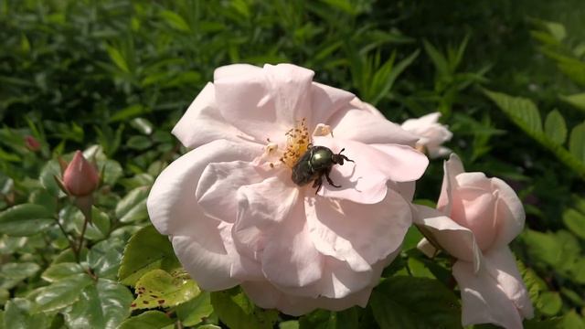 Rose chafer смотреть онлайн