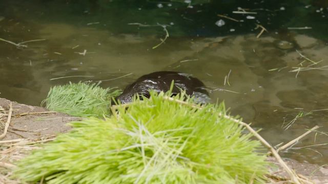 Endangered Pygmy Hippo Born at the San Diego Zoo смотреть онлайн