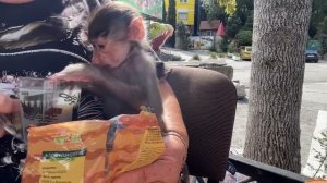 Обезьянка Люся утро начинает с кофе!