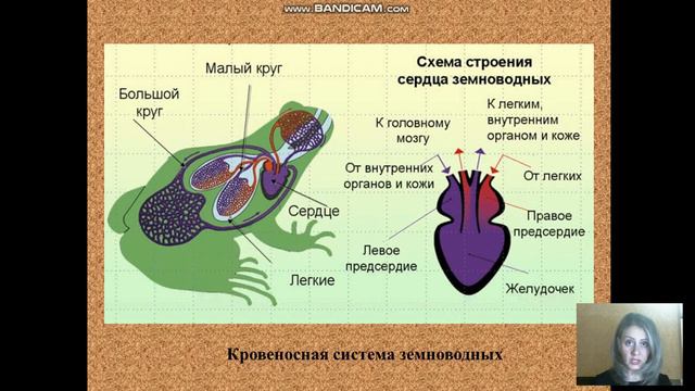 класс земноводные смотреть онлайн