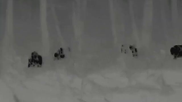 ThermTec Cyclops 335 - DZIKI - WILD BOARS смотреть онлайн