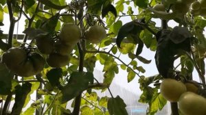 ???ТОМАТ  ((( КОСМОНАВТ ВОЛКОВ)))