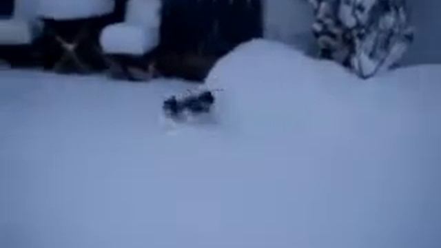 Кот-кенгуру ^_^ смотреть онлайн