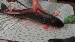 Разделка белого амура филейным ножом