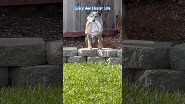 Everyday Heeler Life смотреть онлайн