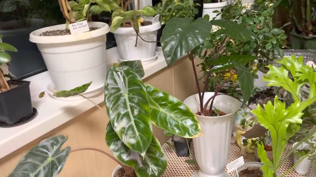 Джунгли в квартире. Обзор новинок по обмену с @Eva_333 смотреть онлайн