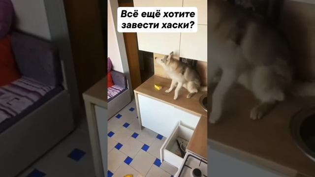 А говорили с Хаски будет весело!))) смотреть онлайн