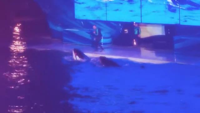 Shamu. Light up the night. смотреть онлайн