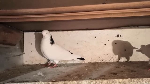 Голуби на племя 2022г Бакинские шейки смотреть онлайн