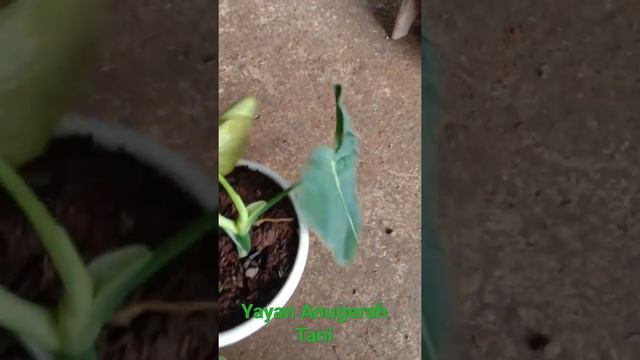 Philodendron Melanocrysum смотреть онлайн