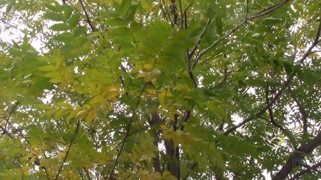 ОРЕХ ПЕКАН ПОЗДНЕЙ ОСЕНЬЮ В МОЛДОВЕ! смотреть онлайн