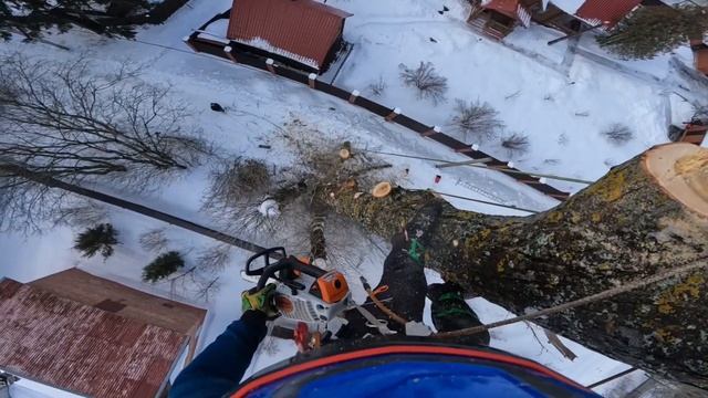 Пилили тополь около 30 метров в высоту | Арбористика мечта, а не работа смотреть онлайн