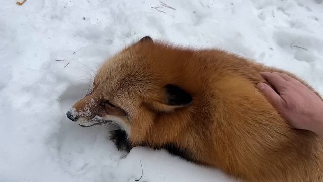 Алиса - лиса. Пора найти щеточку смотреть онлайн