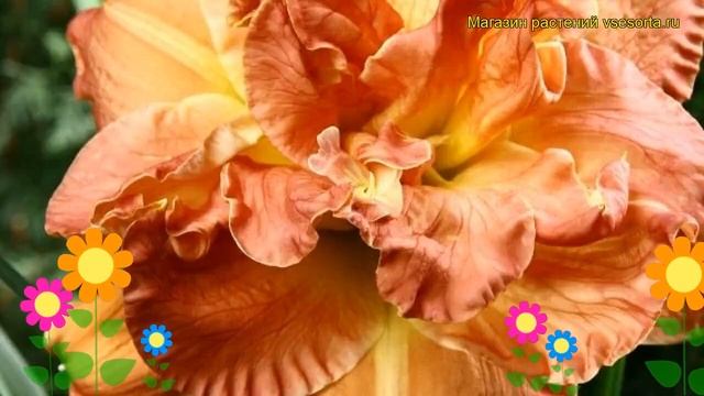 Лилейник гибридный Ужин при Свечах. Краткий обзор, описание hemerocallis hybrida Candlelight Dinner смотреть онлайн