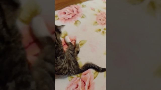 У кота не ходят задние лапы - что-то с позвоночником. смотреть онлайн