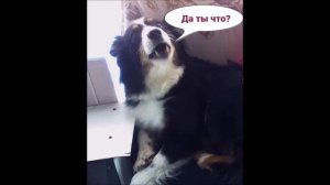 Собака бывает кусачей