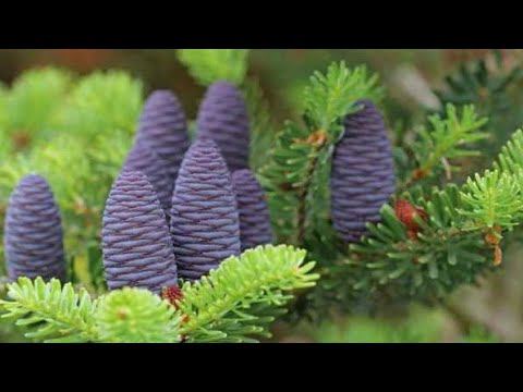 Обработайте Хвойные перед зимовкой. смотреть онлайн