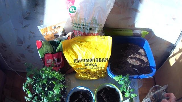 ПЕРЕВАЛКА ТОМАТОВ ДЛЯ РАННЕГО УРОЖАЯ. смотреть онлайн