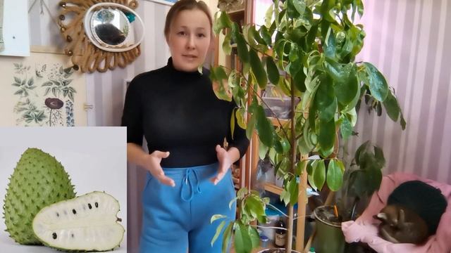 Гуанабана(Аннона, сметанковое дерево) выращивание из косточек смотреть онлайн